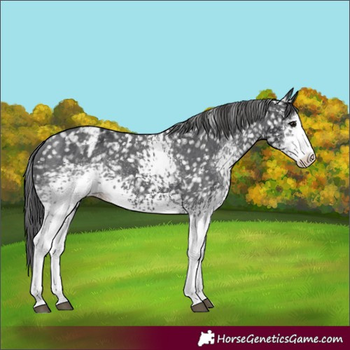 Horse Color:White Spotted Black Appaloosa
