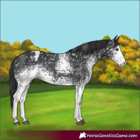 Horse Color:White Spotted Black Appaloosa
