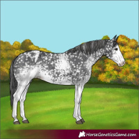 Horse Color:White Spotted Black Appaloosa