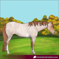 Horse Color:Gold Champagne Roan Tobiano