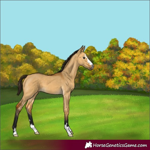 Horse Color:Gray Buckskin Dun 