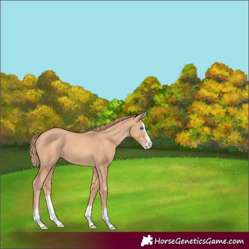 Horse Color:Gold Champagne Splash 