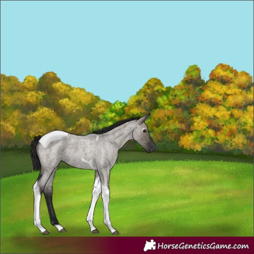 Horse Color:Gray Grullo Roan Tobiano 