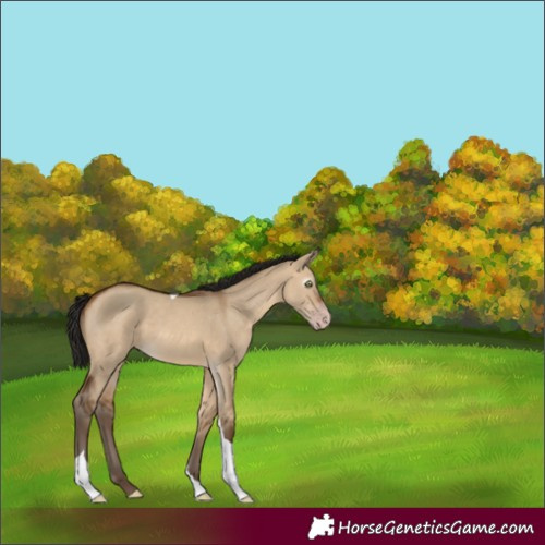 Horse Color:Gray Amber Champagne Dun Tobiano 