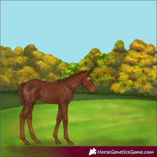 Horse Color:Gray Chestnut 