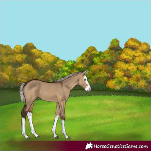 Horse Color:Gray Silver Bay Dun Splash 