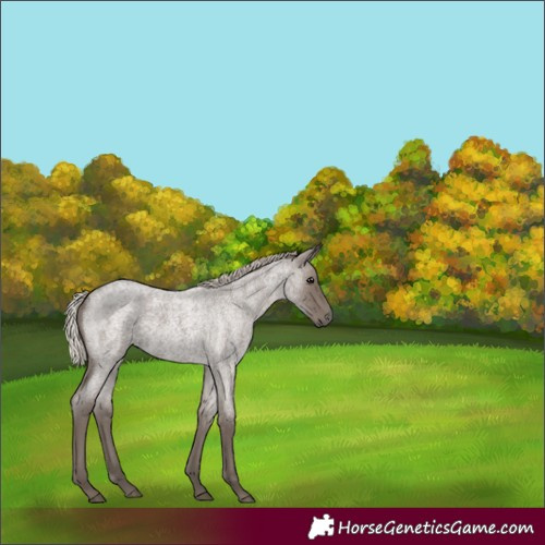 Horse Color:Silver Blue Roan
