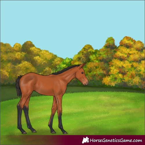 Horse Color:Bay 