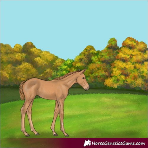 Horse Color:Chestnut Rabicano 