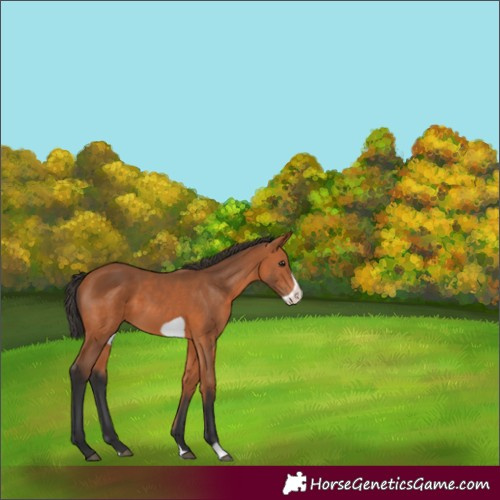 Horse Color:Bay Frame