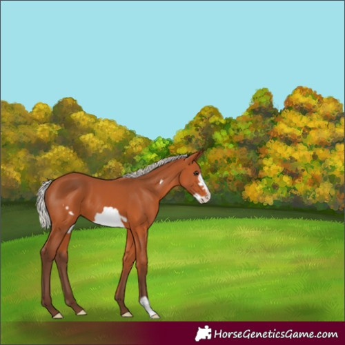Horse Color:Silver Bay Frame 