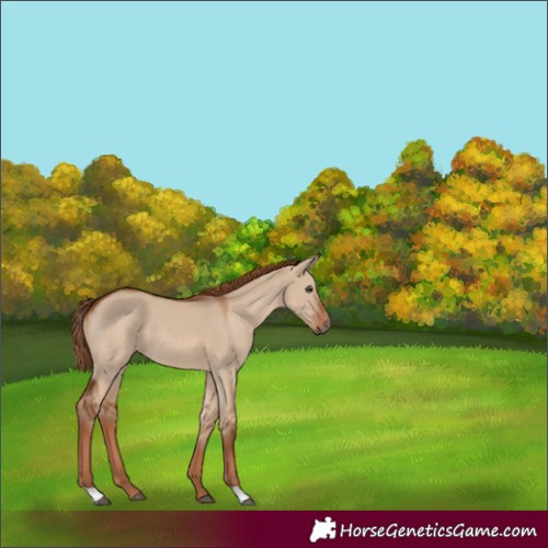 Horse Color:Red Dun 