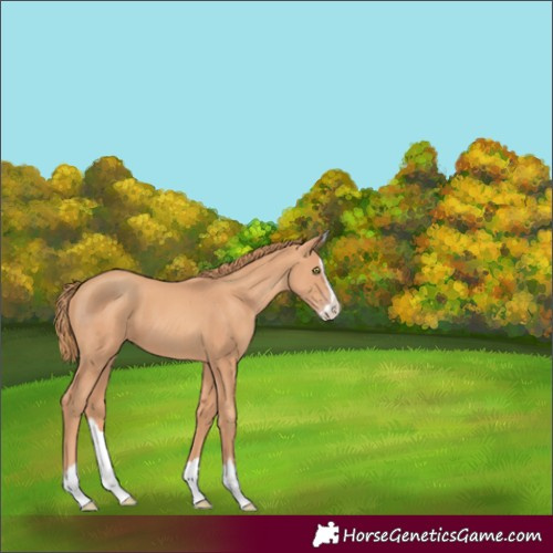 Horse Color:Gold Champagne Splash