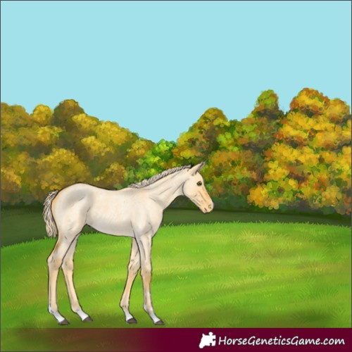 Horse Color:Palomino Roan Dun Varnish 