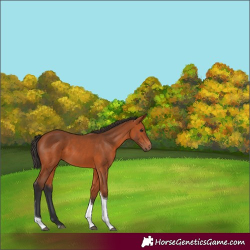 Horse Color:Bay Tobiano 