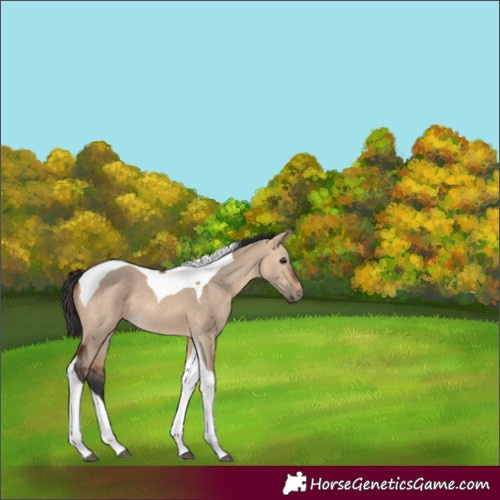 Horse Color:Bay Dun Tobiano 