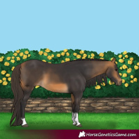 Horse Color:Buckskin Tobiano