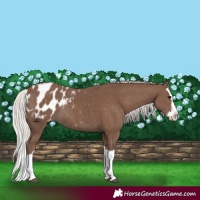 Horse Color:Silver Black Splash Appaloosa Rabicano 