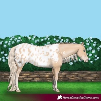 Horse Color:Palomino Pearl Appaloosa Rabicano 