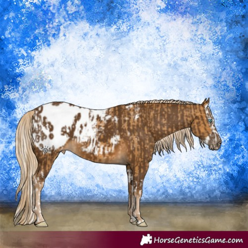 Horse Color:Palomino Splash Appaloosa  and Chocolate Palomino Appaloosa 