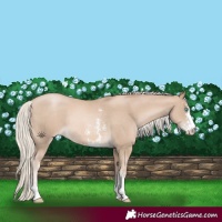 Horse Color:Chocolate Palomino Pearl Sabino Varnish Rabicano 