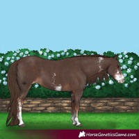 Horse Color:Liver Chestnut Sabino Varnish 