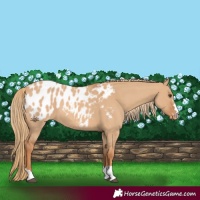 Horse Color:Red Dun Appaloosa 