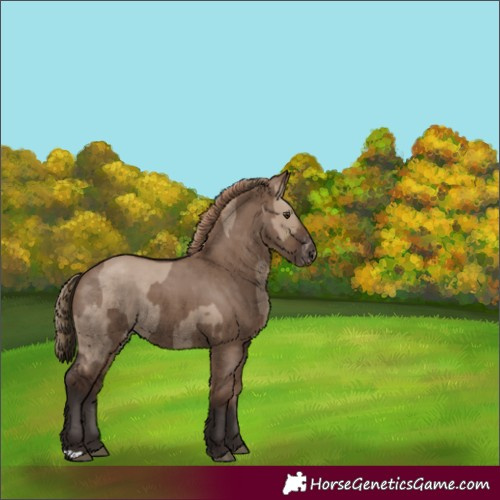Horse Color:Liver Red Dun  and Liver Red Dun Appaloosa 
