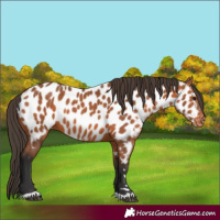 Horse Color:Bay Appaloosa 