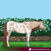 Horse Color:Red Dun Tobiano Appaloosa