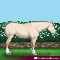 Horse Color:Silver Classic Champagne Dun Splash