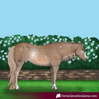Horse Color:Chocolate Palomino 
