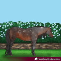 Horse Color:Brown 
