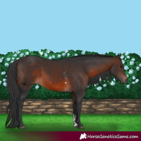 Horse Color:Brown Sabino Rabicano