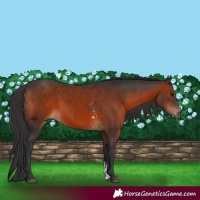 Horse Color:Brown Sabino Rabicano