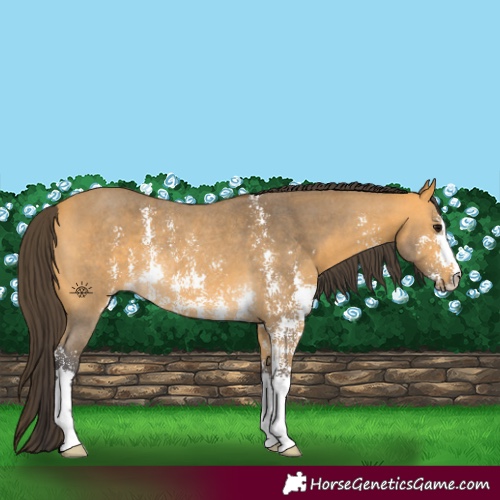 Horse Color:Buckskin Sabino Rabicano 