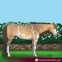Horse Color:Buckskin Sabino Rabicano 