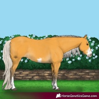Horse Color:Silver Buckskin Sabino Rabicano