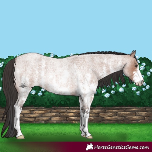 Horse Color:Bay Roan Sabino Rabicano 