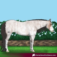 Horse Color:Bay Roan Sabino Rabicano 