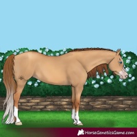Horse Color:Gray Gold Champagne Dun Splash