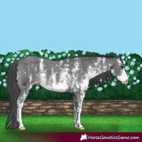 Horse Color:Black Sabino Appaloosa 