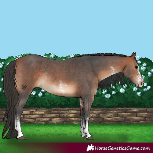 Horse Color:Bay Sabino Rabicano 