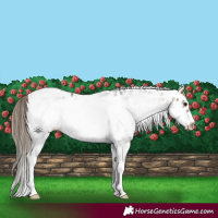 Horse Color:White Spotted Buckskin Frame Leopard 