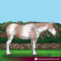 Horse Color:White Spotted Bay Sabino