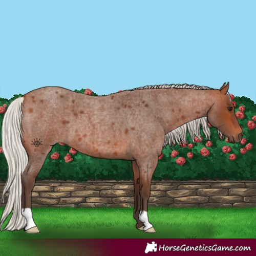 Horse Color:Silver Brown Roan 