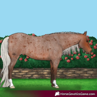 Horse Color:Silver Brown Roan 