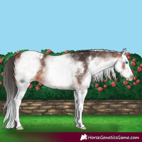Horse Color:White Spotted Brown Splash Appaloosa 