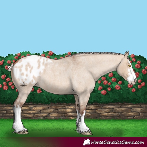 Horse Color:White Spotted Silver Brown Roan Dun Appaloosa 