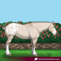 Horse Color:White Spotted Silver Brown Roan Dun Appaloosa 
